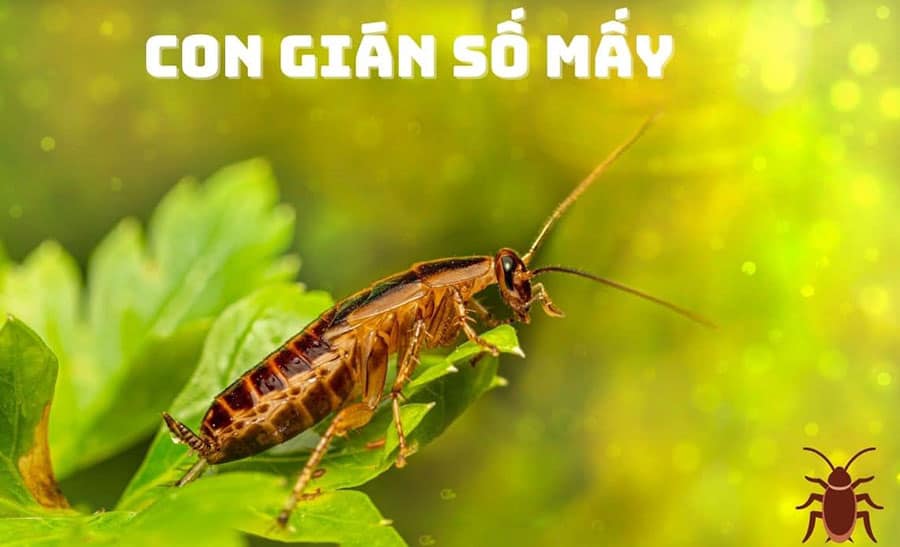 Nằm mơ thấy gián tiết lộ điều gì trong cuộc sống?