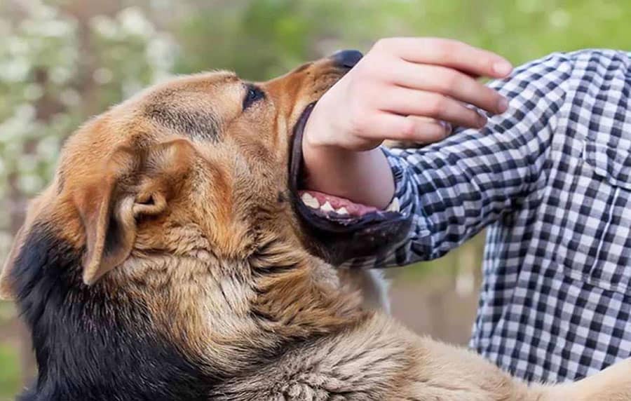 Giải mã nằm mơ chó cắn ngụ ý điềm báo lành hay dữ? Nên đánh con số vận may tiền tài?